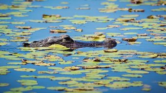 Gator baiting: Wild Orlando nature reserves