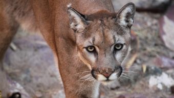 California nature: the best places to spot Bay Area wildlife