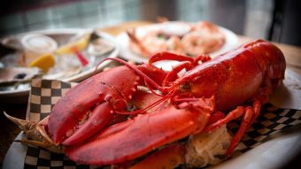 A gourmet guide to lobster season in Maine